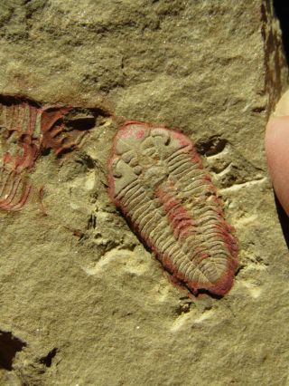 AND VERY RARE TRILOBITE.  Ormathops clariondi.  MOROCCO.  nº TW74 3
