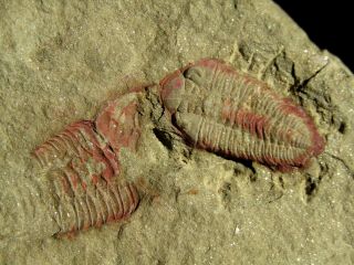 AND VERY RARE TRILOBITE.  Ormathops clariondi.  MOROCCO.  nº TW74 4