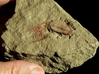 AND VERY RARE TRILOBITE.  Ormathops clariondi.  MOROCCO.  nº TW74 5
