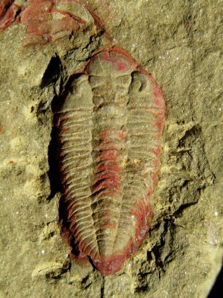 AND VERY RARE TRILOBITE.  Ormathops clariondi.  MOROCCO.  nº TW74 6