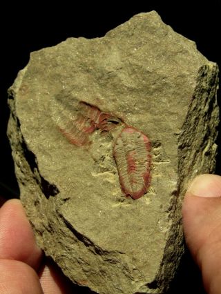 AND VERY RARE TRILOBITE.  Ormathops clariondi.  MOROCCO.  nº TW74 7