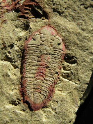 AND VERY RARE TRILOBITE.  Ormathops clariondi.  MOROCCO.  nº TW74 8