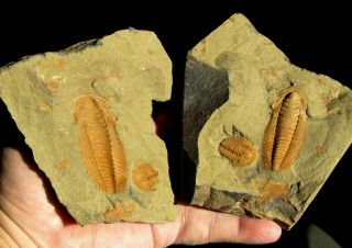 And Very Rare Trilobite.  Hamatolenus & Ornamentaspi Cambrian.  Morocco.  8