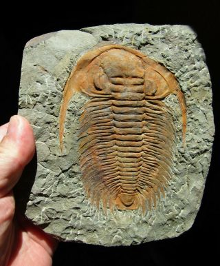 - Top - Big,  Trilobite Acadoparadoxides Mureroensis.  Cambrian.  Morocco.  Nºty9