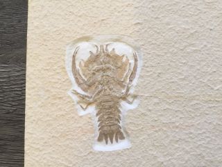 Lobster Fossil - Solnhofen - Museum Quality