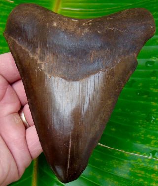 Megalodon Shark Tooth Xl 5 & 5/16 In.  St.  Mary’s River - No Restorations