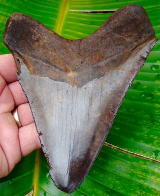 Megalodon Shark Tooth XL 5 & 5/16 in.  ST.  MARY’s RIVER - NO RESTORATIONS 2