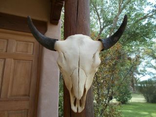 Buffalo Skull 22 " Inch Wide Bull American Bison Mounted Head Horn