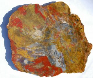 Large,  Polished Multi - Color Arizona Petrified Wood Round,  With Crystal Pockets