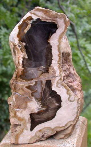 Sis: & Gemmy 3 Polished Petrified Driftwood Specimen Fossil Sequoia