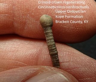 Extremely Rare Ordovician Injured Crinoid Regenerating Crown Cincinnaticrinus