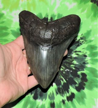 Megalodon Sharks Tooth 5 7/16  Inch Fossil Sharks Teeth Tooth