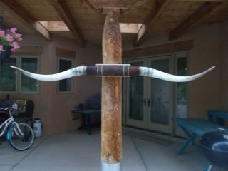 Mounted Steer Horns 6 Foot 4 Inch Longhorn Polished Mount Bull Cow Horn