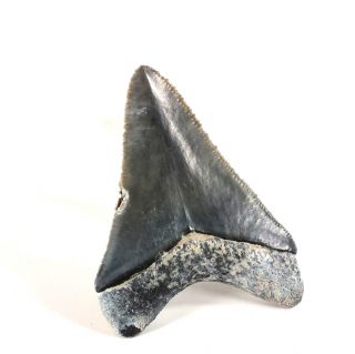 Carcharodon Megalodon Fossil Shark Tooth (ea8482) Bone Valley Fmn Florida Usa