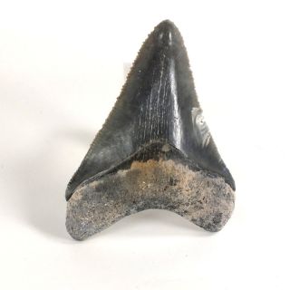 Carcharodon megalodon Fossil Shark Tooth (EA8482) Bone Valley Fmn Florida USA 2