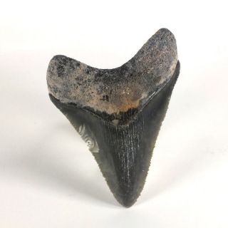 Carcharodon megalodon Fossil Shark Tooth (EA8482) Bone Valley Fmn Florida USA 3