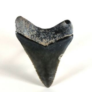 Carcharodon megalodon Fossil Shark Tooth (EA8482) Bone Valley Fmn Florida USA 4