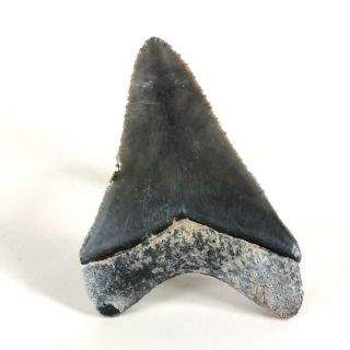 Carcharodon megalodon Fossil Shark Tooth (EA8482) Bone Valley Fmn Florida USA 5