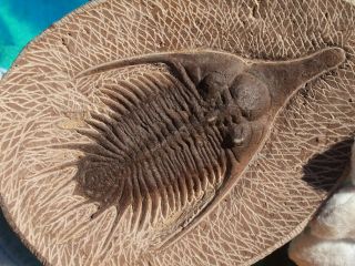High Detail Devonian Trilobite Fossil Large 4.  75 " Inches