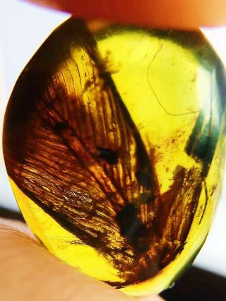 Burmite Fossil Amber Insect Cretaceous Myanmar Very Rare Big Dinosaur Feather
