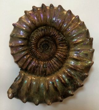 Ammonite Peltoceras.  Reconstruction. 2