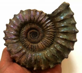 Ammonite Peltoceras.  Reconstruction. 3