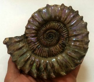 Ammonite Peltoceras.  Reconstruction. 4