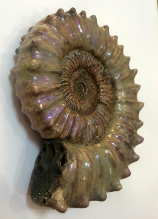 Ammonite Peltoceras.  Reconstruction. 5