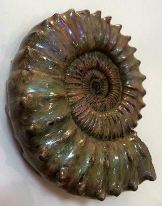 Ammonite Peltoceras.  Reconstruction. 6