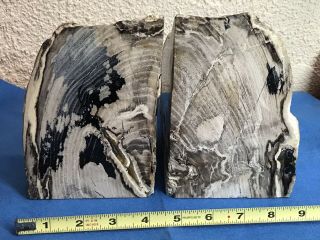 Petrified Wood Polished Rock Stone Bookends Pair