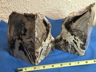 Petrified Wood Polished Rock Stone Bookends Pair 3