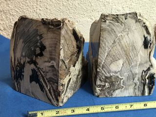 Petrified Wood Polished Rock Stone Bookends Pair 4