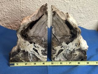 Petrified Wood Polished Rock Stone Bookends Pair 5