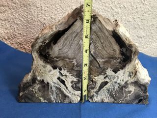 Petrified Wood Polished Rock Stone Bookends Pair 6
