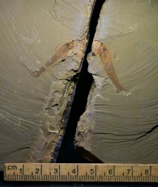 Interesting Unknown Animal Early Cambrian Maotianshan Shales 2