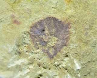 Rare Choiaella Radiata Sponge Early Cambrian Maotianshan Shales