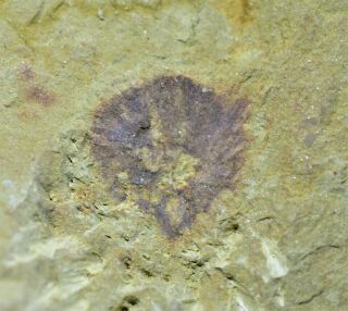 RARE Choiaella radiata Sponge Early Cambrian Maotianshan Shales 2