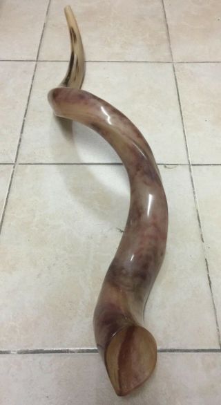 Kudu Yemenite Horn Shofar Kosher Full Polished Approx 33 " - 36 " Judaica Gift Spray