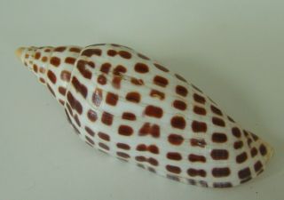 Scaphella Junonia 117mm Seashell Voluta Volutidae