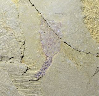 Rare Cotyledion Tylodes Entoproct Early Cambrian Maotianshan Shales
