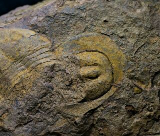 Scotoharpes Sp.  (?) Trilobite Cephalon,  Shihtien Fm,  Middle Ordovician