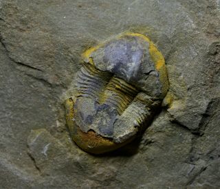 Perfect Illaenus Sp Trilobite,  Shihtien Fm,  Middle Ordovician
