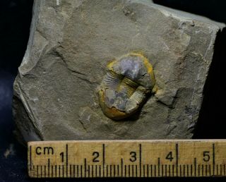 Perfect Illaenus sp Trilobite,  Shihtien Fm,  Middle Ordovician 2