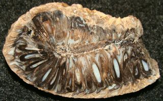 Rare Araucaria Fossil Pine Cone … Polished Face … Gorgeous Structure & Colors