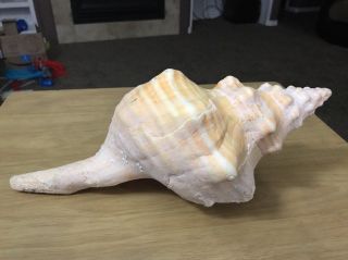 Large 13 1/3 Inch Horse Conch Triplofusus Sea Shell Seashell Giant Coastal Decor