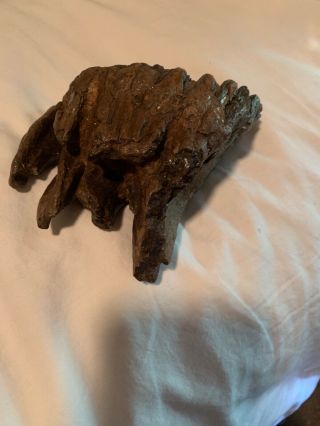 wooly mammoth tooth 2