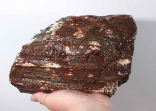Hampton Butte Petrified Fossil Wood lapidary rough 10 lb 12 oz 2