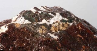 Hampton Butte Petrified Fossil Wood lapidary rough 10 lb 12 oz 3