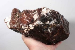 Hampton Butte Petrified Fossil Wood lapidary rough 10 lb 12 oz 4