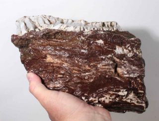 Hampton Butte Petrified Fossil Wood lapidary rough 10 lb 12 oz 5
